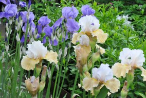 Bearded Irises
