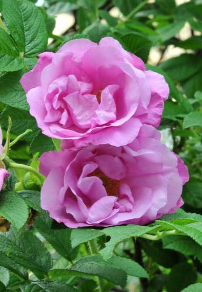 Deer Resistant Rose – Petals and Wings