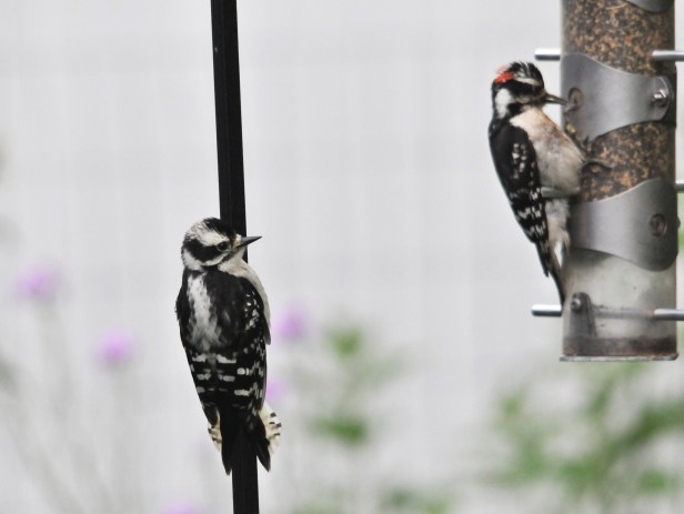 Downey woodpecker