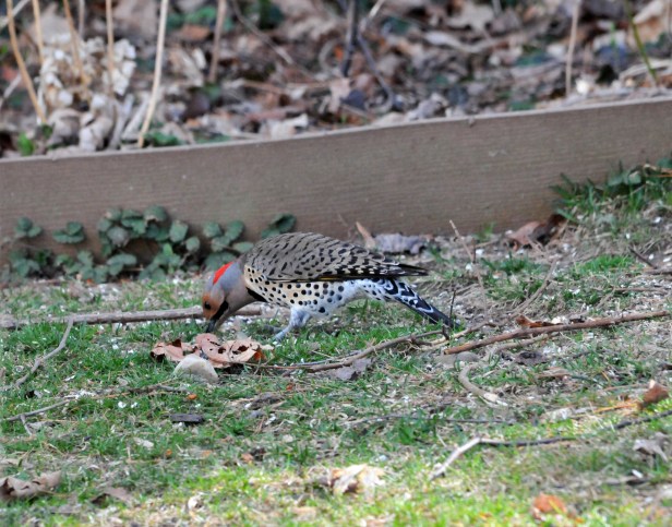 Northern Flicker