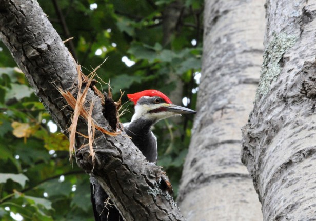 Pileated Woodpecker