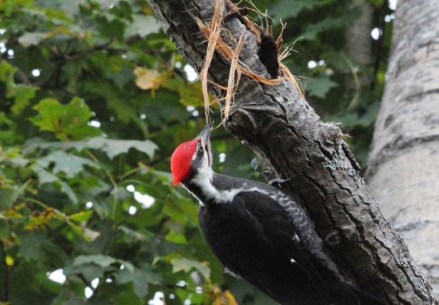 Pileated Woodpecker