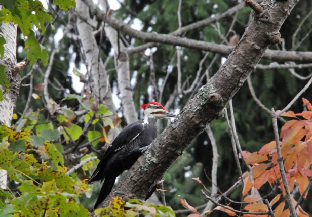 Pileated Woodpecker