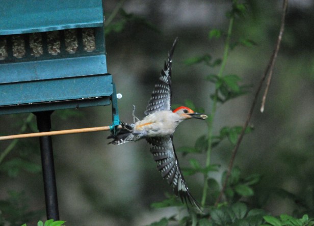Red-bellied Woodpecker