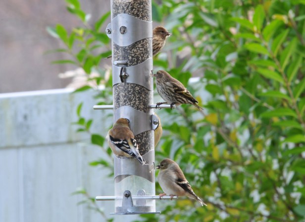 Birds-feeder