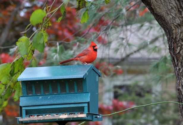 Cardinal