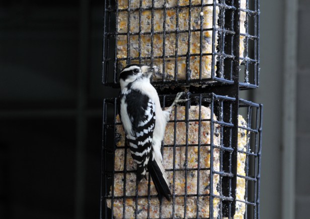 Downey Woodpecker