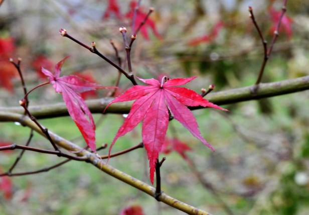 Japanese maple