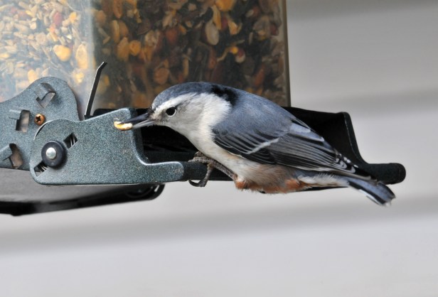 Nuthatch
