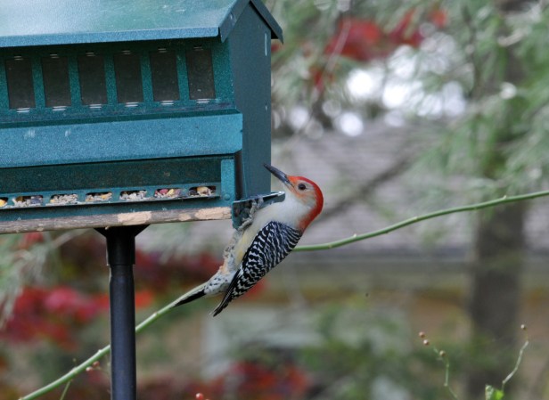 Red-bellied Woodpecker