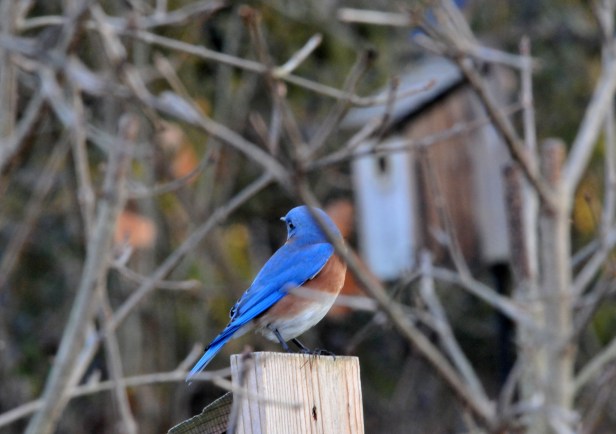 One of the Bluebird perching on the nest box.