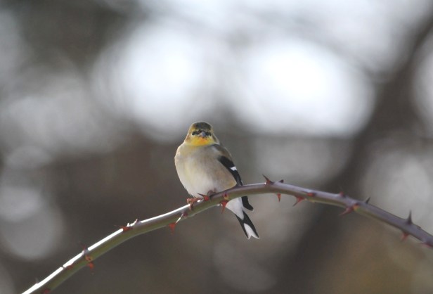 American Goldfinch in its winter coat.