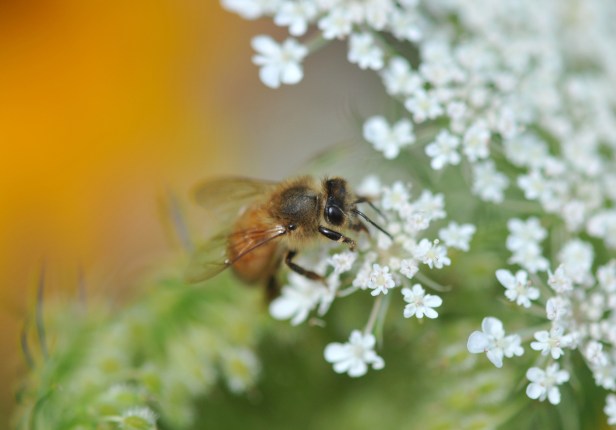 Bee on Queen Anne's Lace