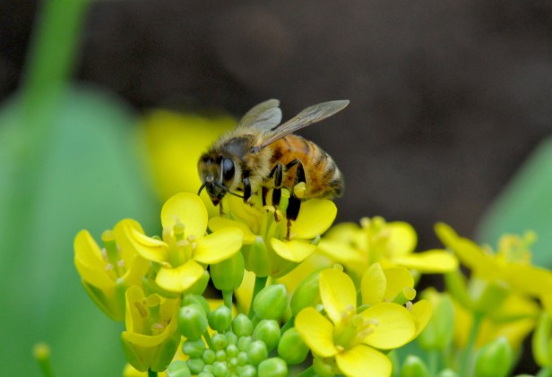 On Broccoli Raab flower