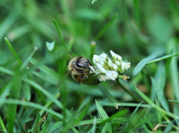 Bee on White Clover