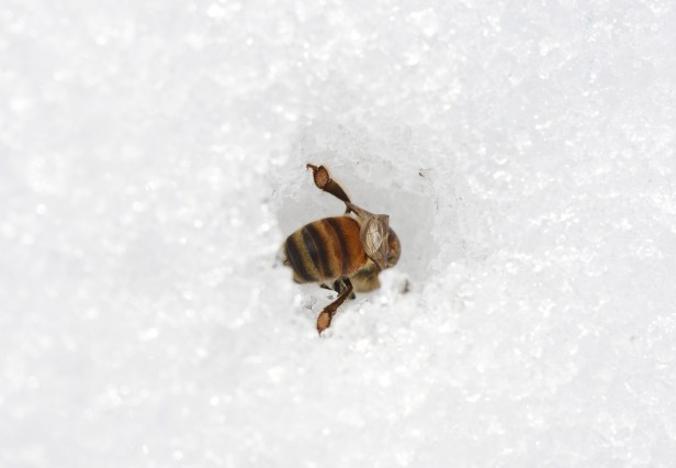 Bee on snow. Gone to 'Hive Heaven' as it were.