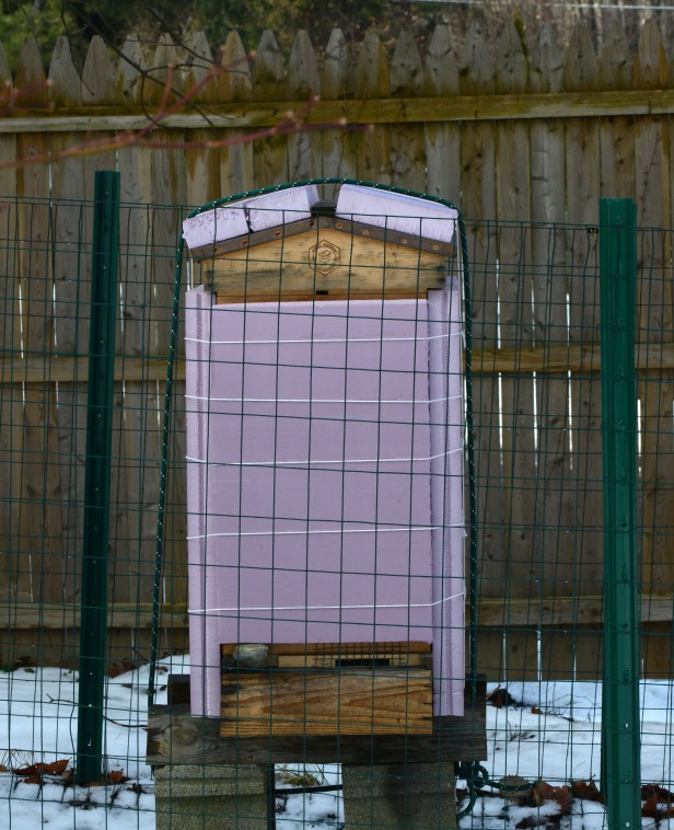 Hive wrapped with 2" insulating foam