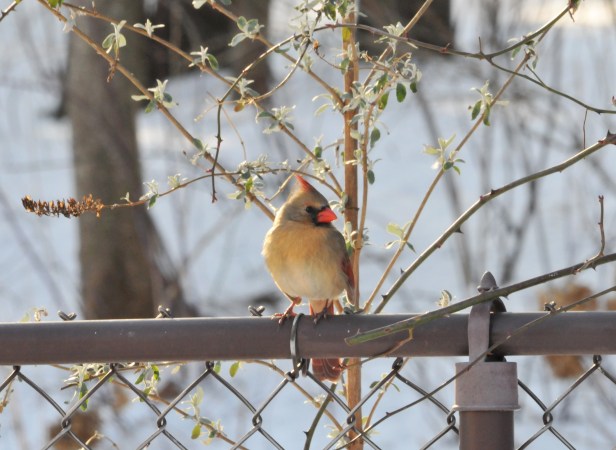 A female cardinal waits her turn