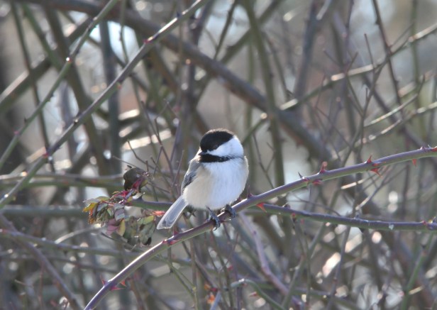 Chickadees will eat from your hand when you gain their trust.