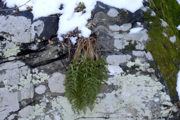 Fern on rock
