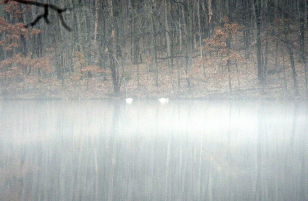 Swan amidst a sea of fog, a Zen moment