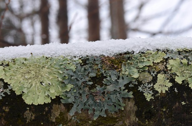 Lichen on a Birch trunk
