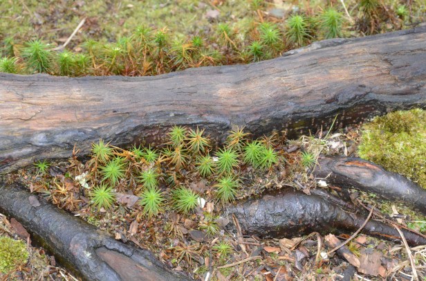 Moss and tree roots