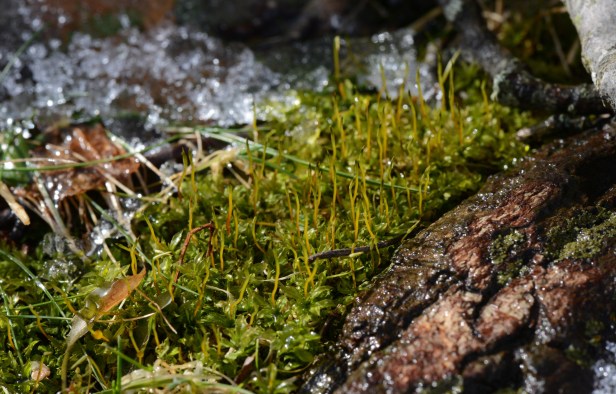 Happy wet moss