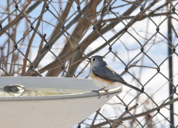 Fresh clean water will draw the birds in when everything else is frozen.
