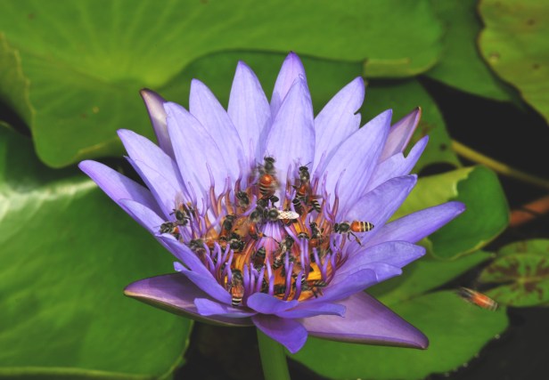 Purple water lily
