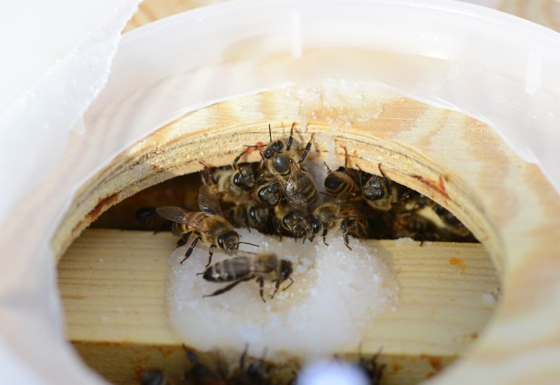 Bees coming up to eat fondant dripping from the inner cover