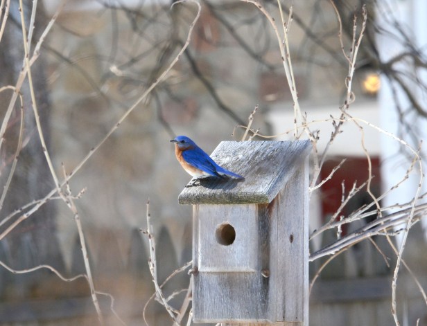 A male Bluebird checking one of his two favorites.