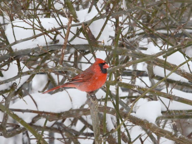 A male Northern Cardinal (Cardinalis cardinalis) also waiting in the rose bush.