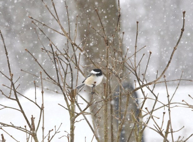 One Black-capped Chickadee (Poecile atricapillus) preferred to wait in the lilac bush rather than eat with the other Chickadees.