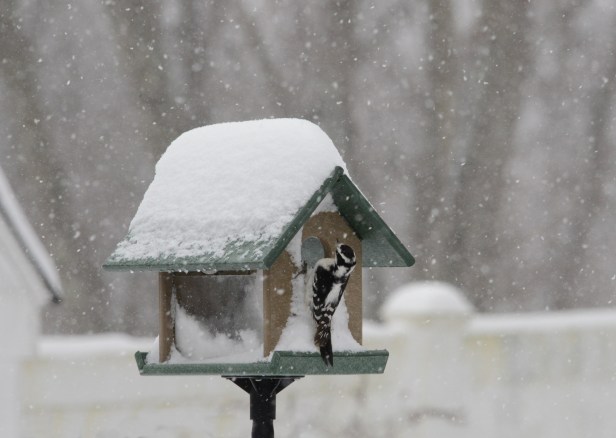 A female Downey Woodpecker checking a Bluebird feeder during the last snow storm.  The Downey and Carolina Wrens have learned how to feed in there.