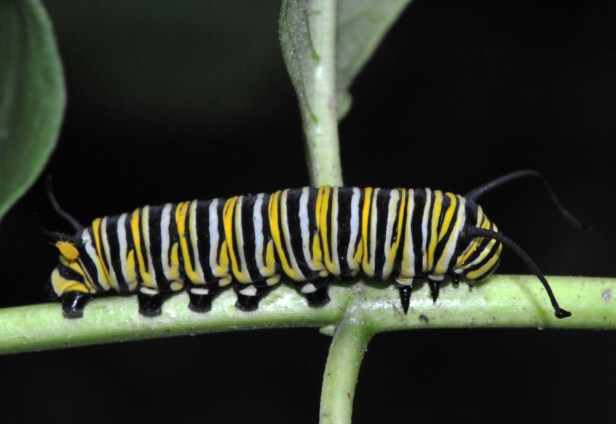 Monarch caterpillar on a stem of Milkweed we let grow in our garden