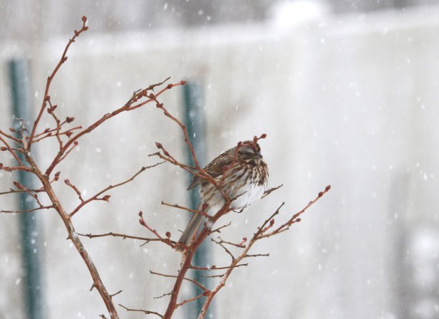 Song Sparrow (Melospiza melodia), the sparrow that can really sing, preferred to hang out on the Blueberry branches.