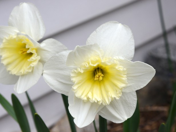 The first Daffodil that opened up