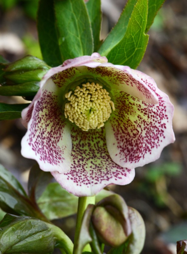 Freckled hellebore