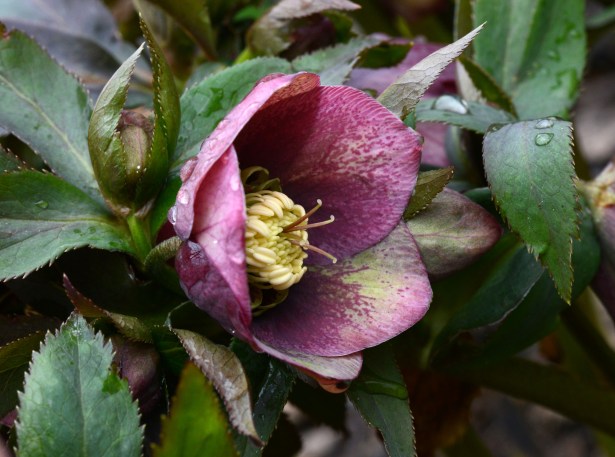 Hellebore in deep maroon