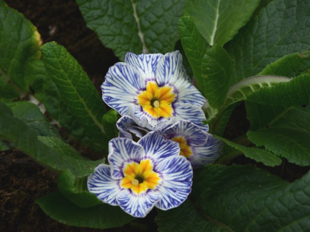 'Blue Zebra' is almost like batik