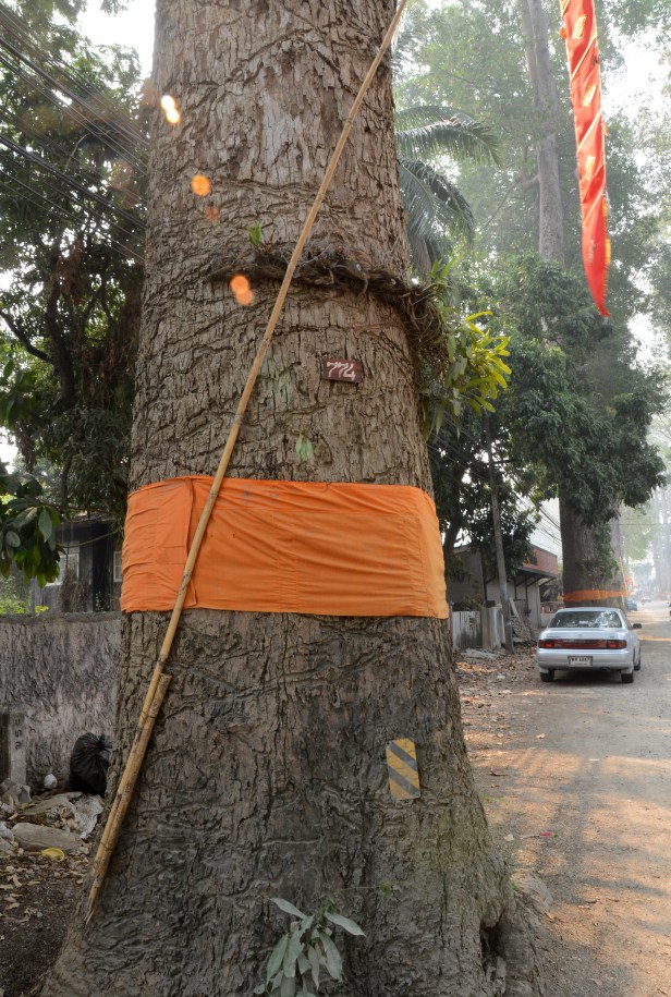 Aside from wrapping the tree with a saffron robe, people also grow yellow orchids around the trunk.