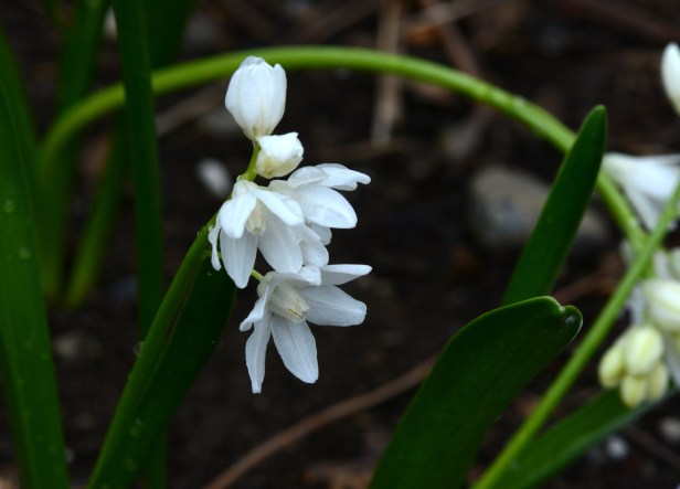 Scilla alba produces white flowers instead of blue