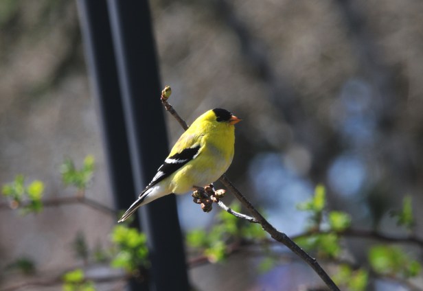 This male Gold finch still has some grey color left over from winter.