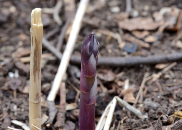 First fresh, sweet, asparagus of the season. 