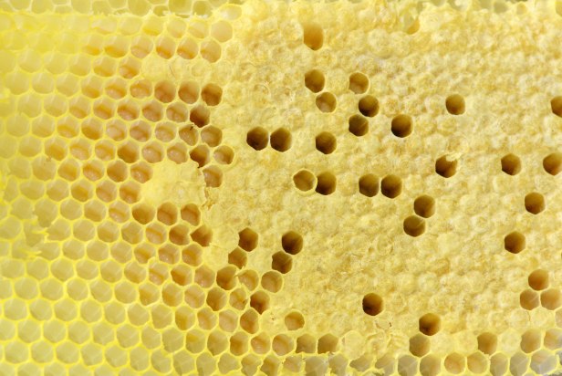 Perfectly capped worker cells and open cells with larvae in them.