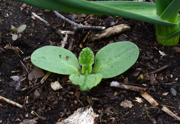Borage sprouts up right next to the garlic.  I keep a few of them in the vegetable garden, but this one will have to move.