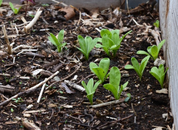 Most of these Calendula seedlings will be transplanted to the flower garden.