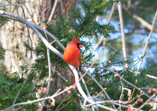 A male Cardinal perched but still keeping an eye on the feeder.