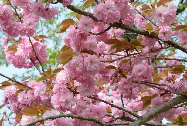 Cherry 'Kanzan' blossom with pink pompom like blooms
